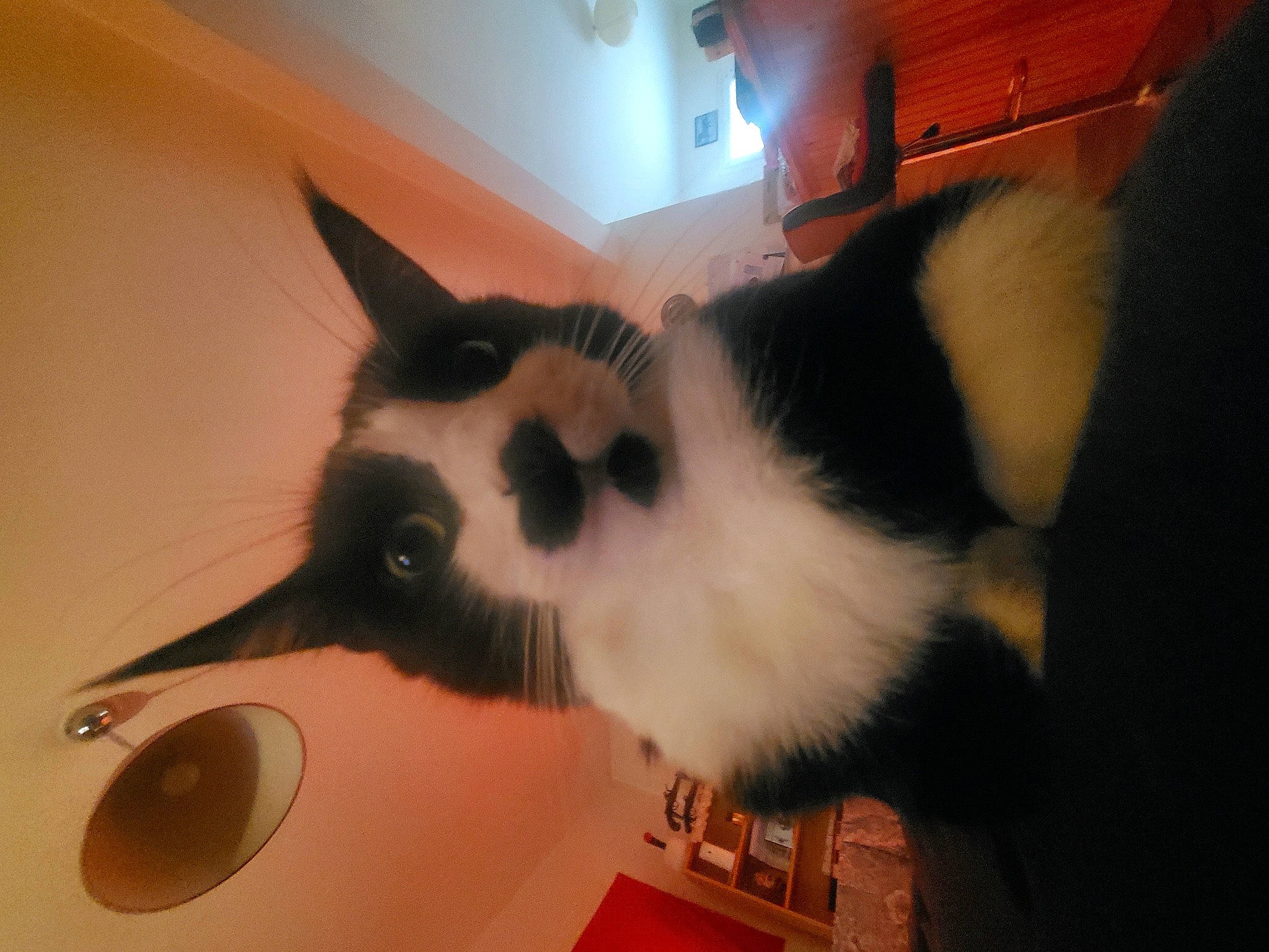 Mouki a rejoint le concours — aidez-le/la à gagner de superbes lots ! box, cabinetry, cardboard, carnivore, cat, cat_supply, chest_of_drawers, domestic_short_haired_cat, drawer, felidae, fur, hardwood, paw, pet_supply, room, small_to_medium_sized_cats, snout, tail, whiskers, wood