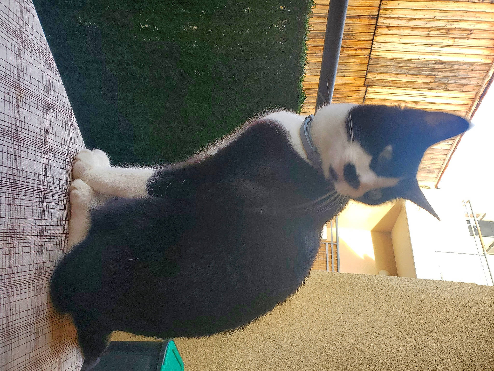 Mouki participe au concours pour gagner de l'argent avec cette photo : carnivore, companion_dog, dog, dog_breed, fawn, felidae, flooring, fur, house, shadow, small_to_medium_sized_cats, snout, sporting_group, tail, terrestrial_animal, tints_and_shades, whiskers, window, wood, working_animal