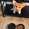 puppy, dog, corgi, pet, animal, face, ears, brown_and_white, sitting, shelf, bookshelf, books, food_bowl, water_bowl, kibble, pet_food, indoors, home, wood_floor, portrait