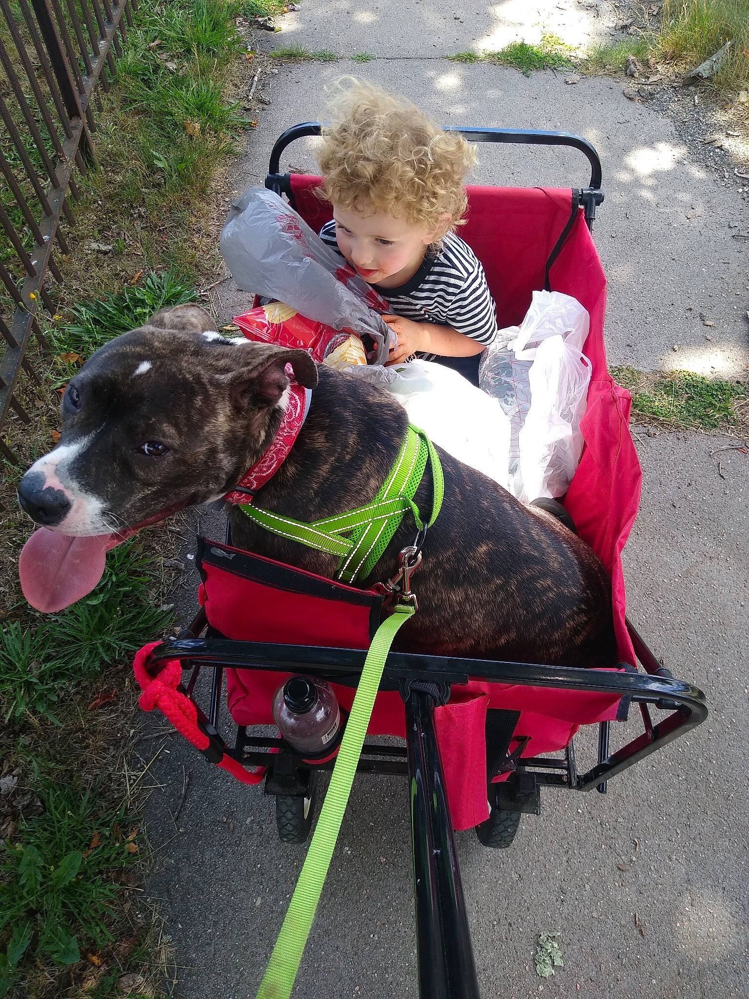 Jason is registered to the contest to win money with this photo: carnivore, chair, collar, companion_dog, dog, dog_breed, dog_collar, dog_supply, fashion_accessory, fence, grass, lap, leash, liver, person, pet_supply, plant, recreation, sporting_group, toddler