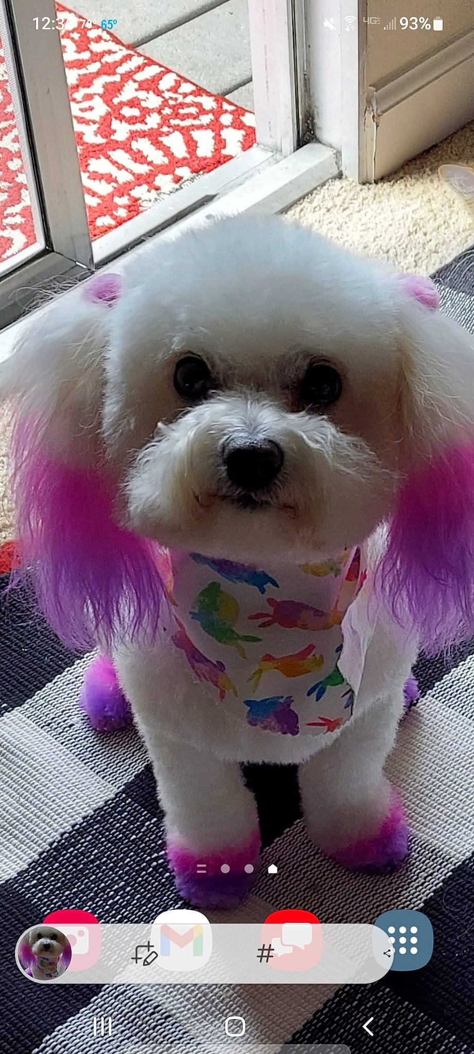 Snow Oliver joined the competition — help win amazing prizes! canidae, carnivore, companion_dog, dog, dog_breed, dog_clothes, dog_collar, dog_supply, fur, mal_shi, maltepoo, pink, puppy_love, snout, sporting_group, toy, toy_dog, vertebrate, water_dog, working_animal