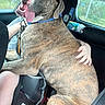 dog, brindle, car, child, child_seat, lap, happy, tongue_out, travel, seatbelt, window, road_trip, inside_car, pet, hug, affection, backseat, leash, blue_collar, human_hand
