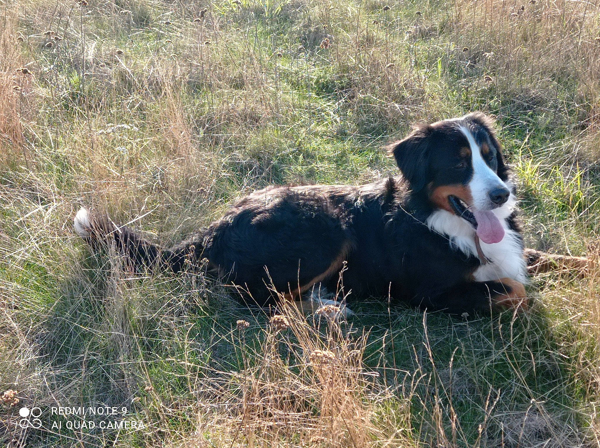 Ouper a rejoint le concours — aidez-le/la à gagner de superbes lots ! appenzeller_sennenhund, bernese_mountain_dog, canidae, carnivore, companion_dog, dog, dog_breed, english_shepherd, entlebucher_mountain_dog, grass_family, greater_swiss_mountain_dog, herding_dog, hunting_dog, mammal, snout, sporting_group, terrestrial_animal, terrier, working_animal, working_dog