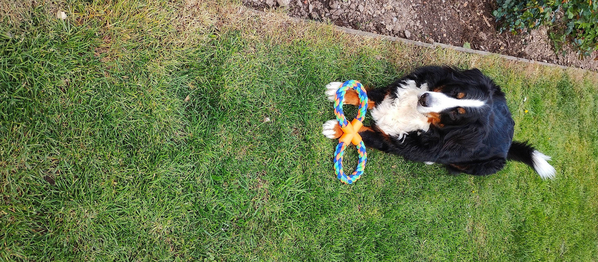 Ouper participe au concours pour gagner de l'argent avec cette photo : canidae, carnivore, companion_dog, dog, dog_breed, fun, grass, grassland, groundcover, landscape, leisure, pasture, people_in_nature, plant, recreation, soil, sporting_group, tail, toy, yard