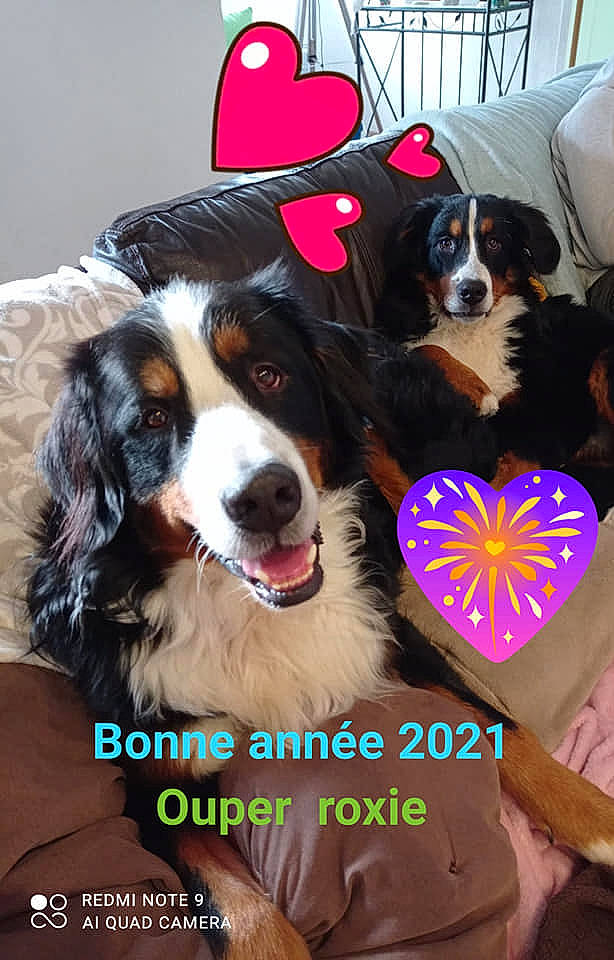 Ouper participe au concours pour gagner de l'argent avec cette photo : bernese_mountain_dog, canidae, carnivore, collar, companion_dog, costume_accessory, couch, dog, dog_breed, dog_collar, fur, heart, liver, love, pet_supply, snout, sporting_group, tongue, vertebrate, working_animal