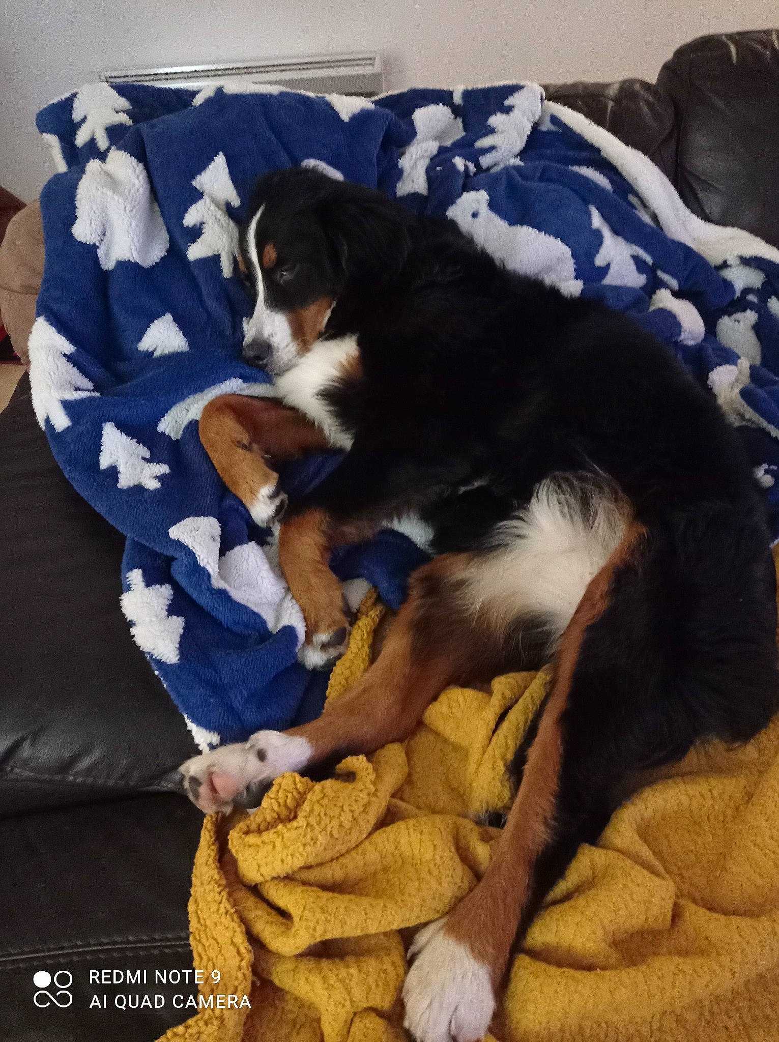 Roxie participe au concours pour gagner de l'argent avec cette photo : bedding, blanket, blue, canidae, carnivore, claw, comfort, companion_dog, dog, dog_breed, fur, linens, mammal, paw, pet_supply, sporting_group, tail, vertebrate, working_animal, working_dog