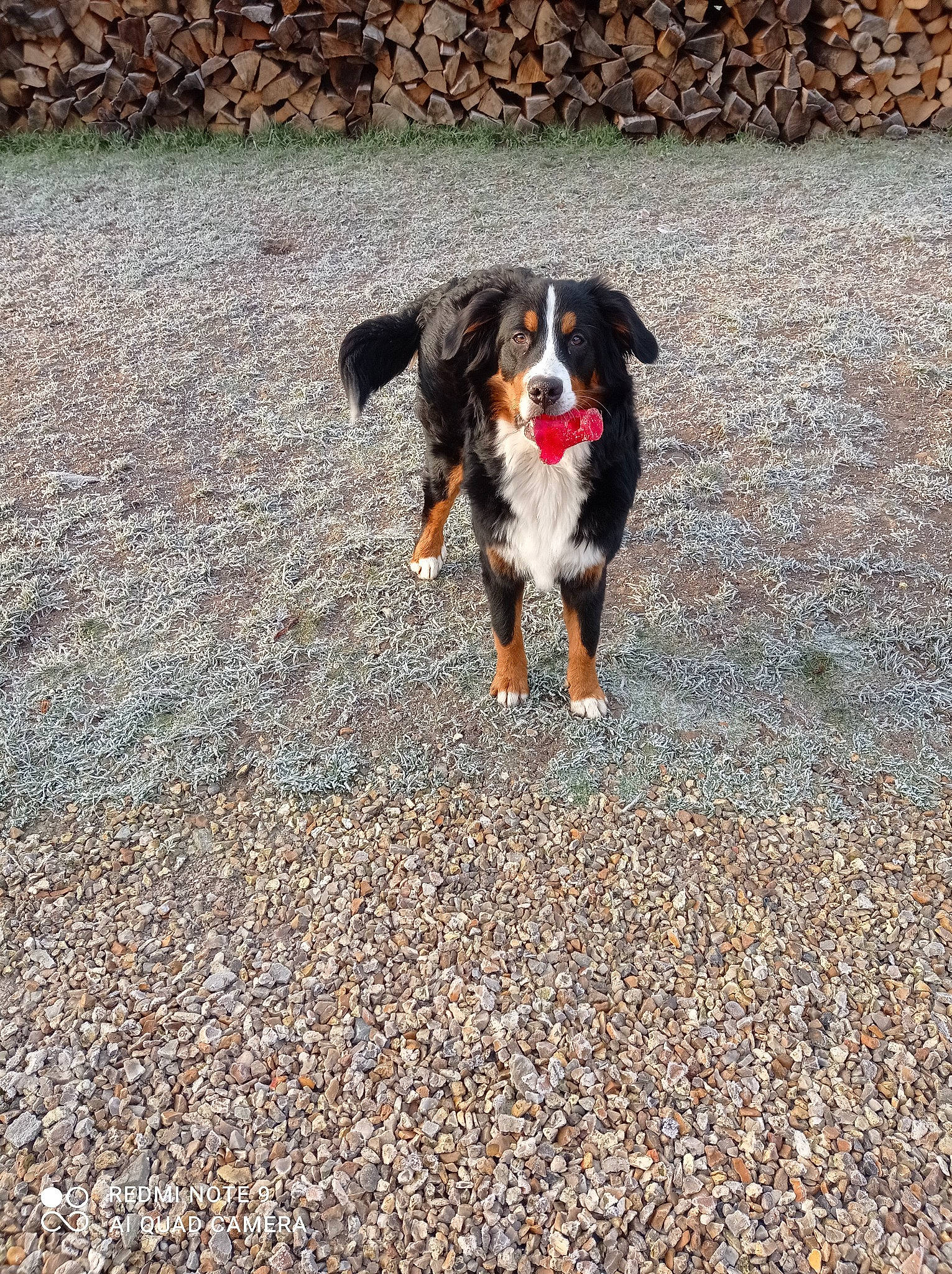 Roxie a rejoint le concours — aidez-le/la à gagner de superbes lots ! autumn, bernese_mountain_dog, canidae, carnivore, companion_dog, dog, dog_breed, english_shepherd, fur, herding_dog, liver, mammal, pebble, shadow, snout, sporting_group, tail, whiskers, working_animal, working_dog