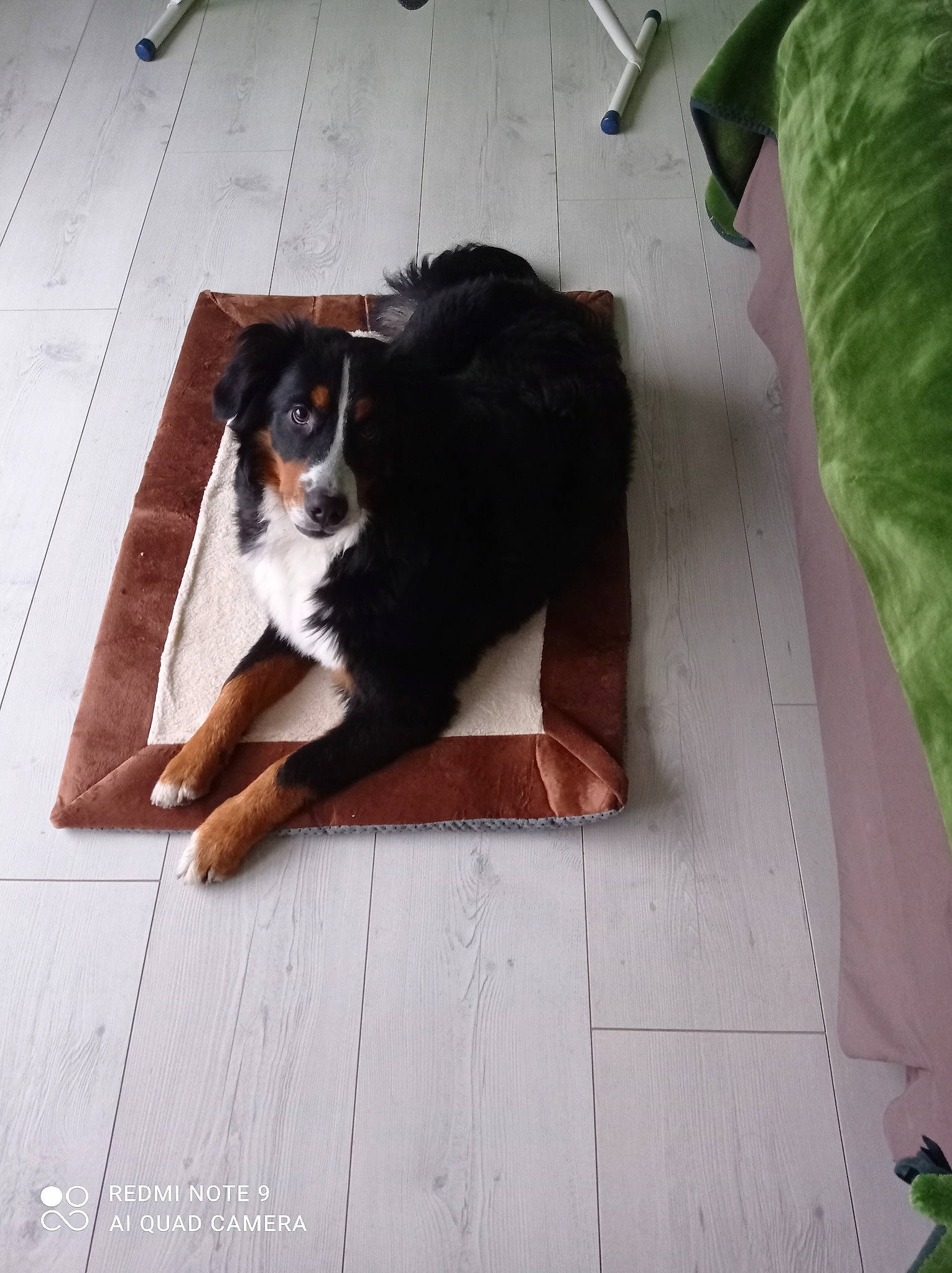 Roxie participe au concours pour gagner de l'argent avec cette photo : bernese_mountain_dog, canidae, carnivore, companion_dog, dog, dog_breed, english_shepherd, floor, flooring, fur, herding_dog, laminate_flooring, linens, liver, mammal, sporting_group, vertebrate, wood_flooring, working_animal, working_dog