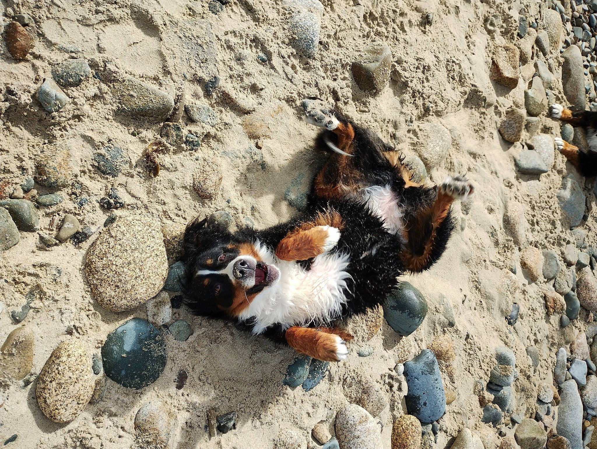 Roxie participe au concours pour gagner de l'argent avec cette photo : bedrock, canidae, carnivore, companion_dog, corgi_chihuahua, dog, dog_breed, fawn, fur, geology, landscape, rock, sand, shadow, snout, soil, sporting_group, tail, terrestrial_animal, wildlife