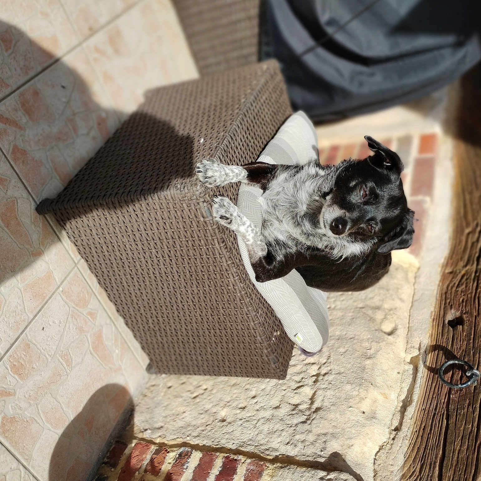 Maya