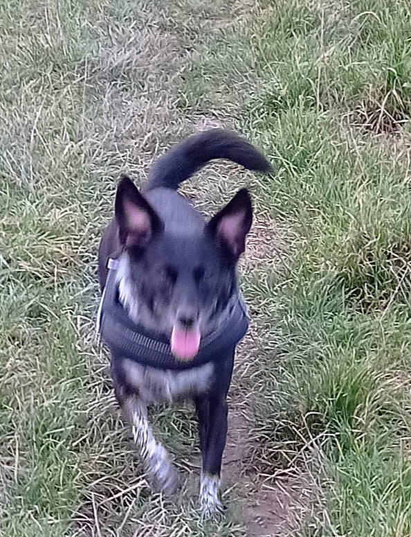 Maya a rejoint le concours — aidez-le/la à gagner de superbes lots ! canidae, carnivore, dog, dog_breed, grass_family, jaw, organ, organism, prairie, snout, sporting_group, terrestrial_animal, tongue, wildlife, working_animal, working_dog