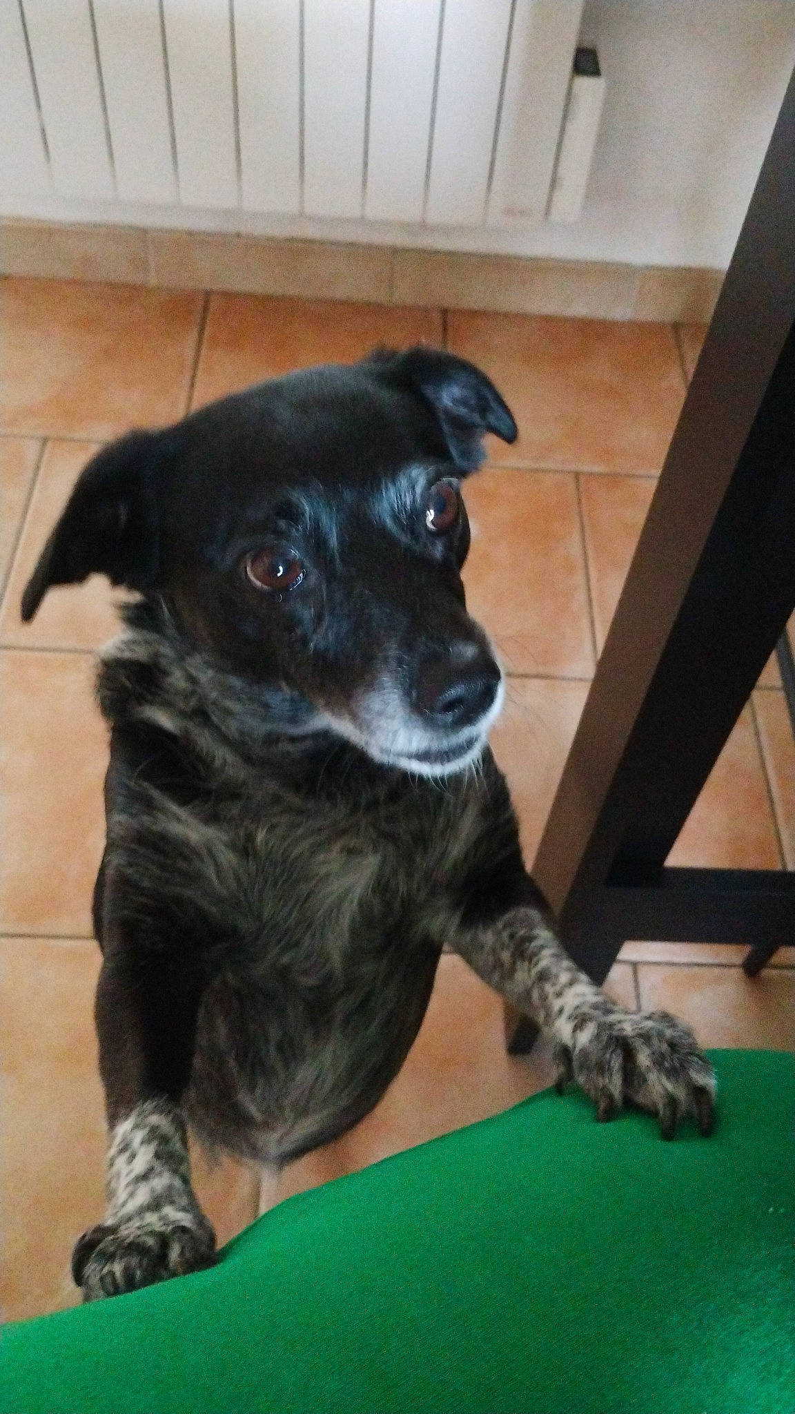 Maya participe au concours pour gagner de l'argent avec cette photo : borador, canidae, carnivore, collar, companion_dog, dog, dog_breed, dog_collar, fawn, flooring, fur, guard_dog, puppy, snout, sporting_group, terrestrial_animal, whiskers, wood, working_animal, working_dog