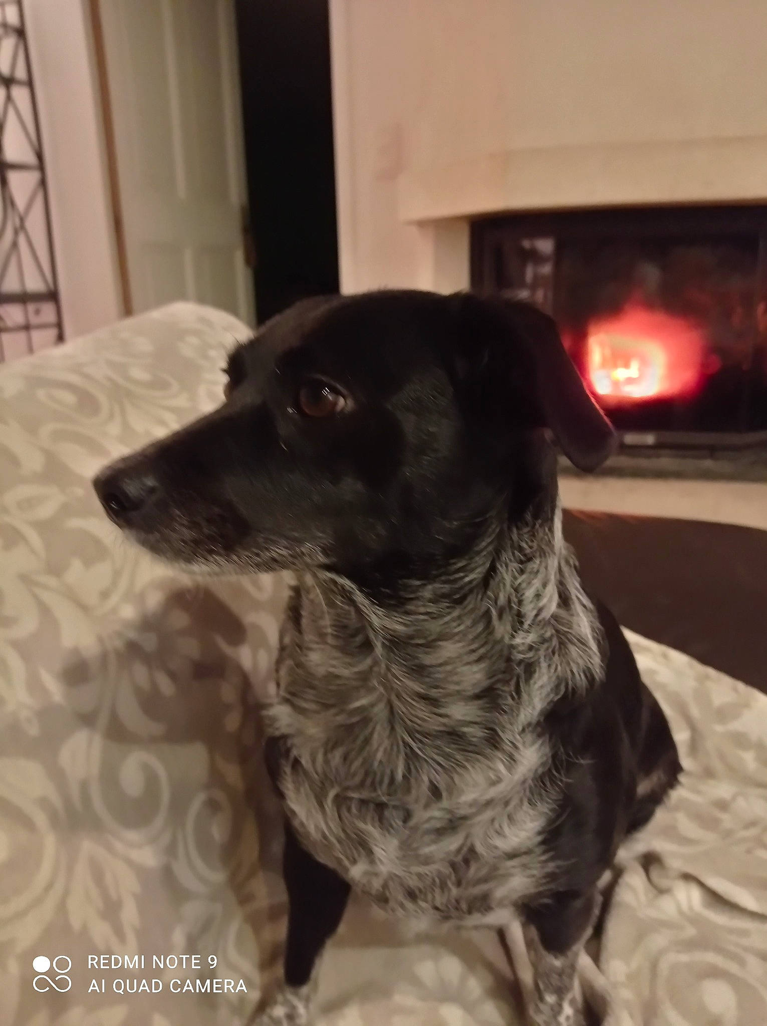 Maya participe au concours pour gagner de l'argent avec cette photo : black, canidae, carnivore, collar, companion_dog, dog, dog_breed, dog_supply, fire_screen, floor, fur, gas, grey, hearth, heat, linens, pet_supply, snout, sporting_group, working_animal