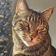 Tiger is registered to the contest to win money with this photo: cat, tabby, close_up, portrait, whiskers, green_eyes, feline, indoor, decorated_tree, christmas_tree, holiday, blurred_background, warm_light, fur, ears, pet, animal, cute, domestic_cat, focused