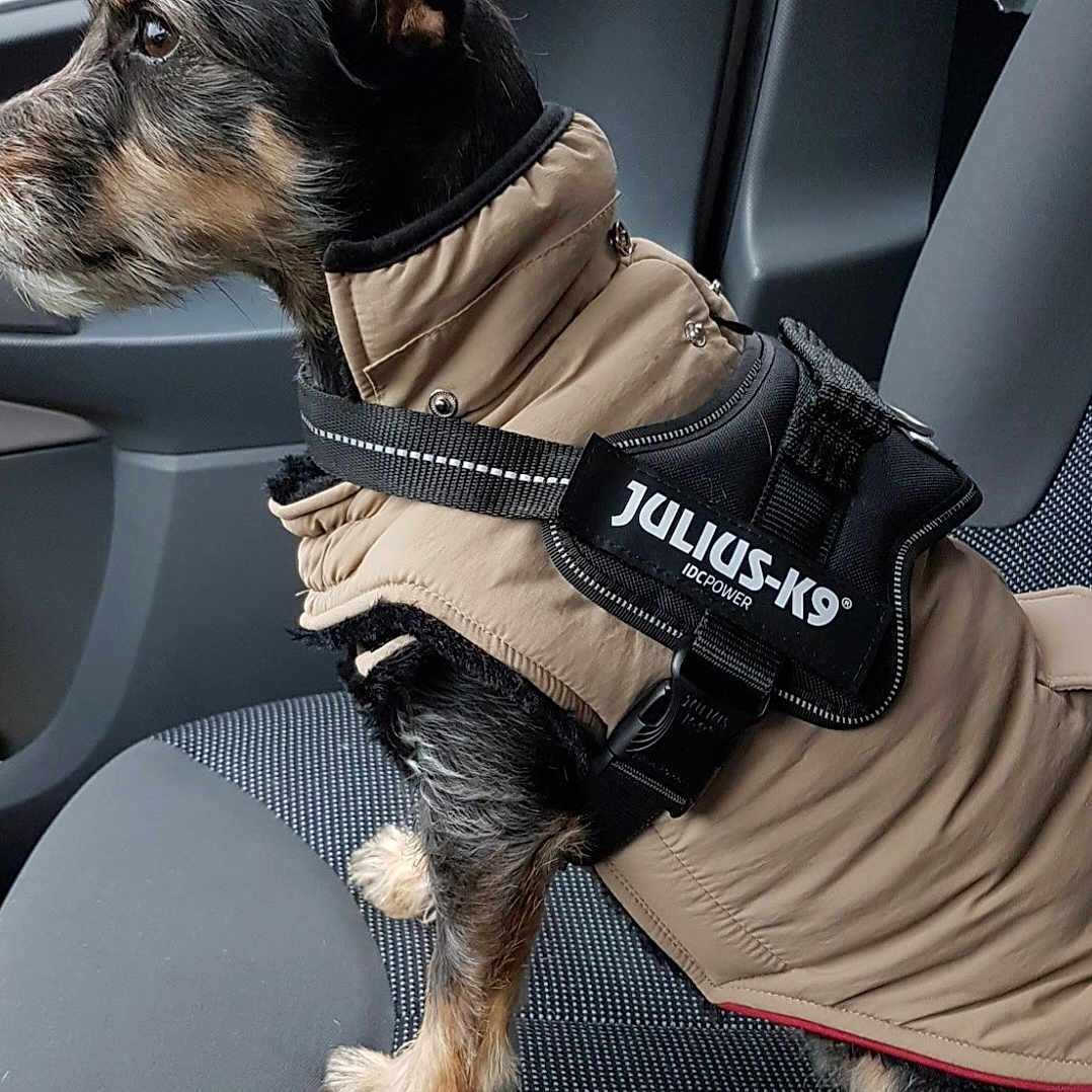 Foly a rejoint le concours — aidez-le/la à gagner de superbes lots ! accessories, animal, canine, car, car_interior, carseat, clothing, coat, dog, jacket, lifejacket, officer, person, pet, policedog, policeofficer, puppy, transportation, vehicle, vest