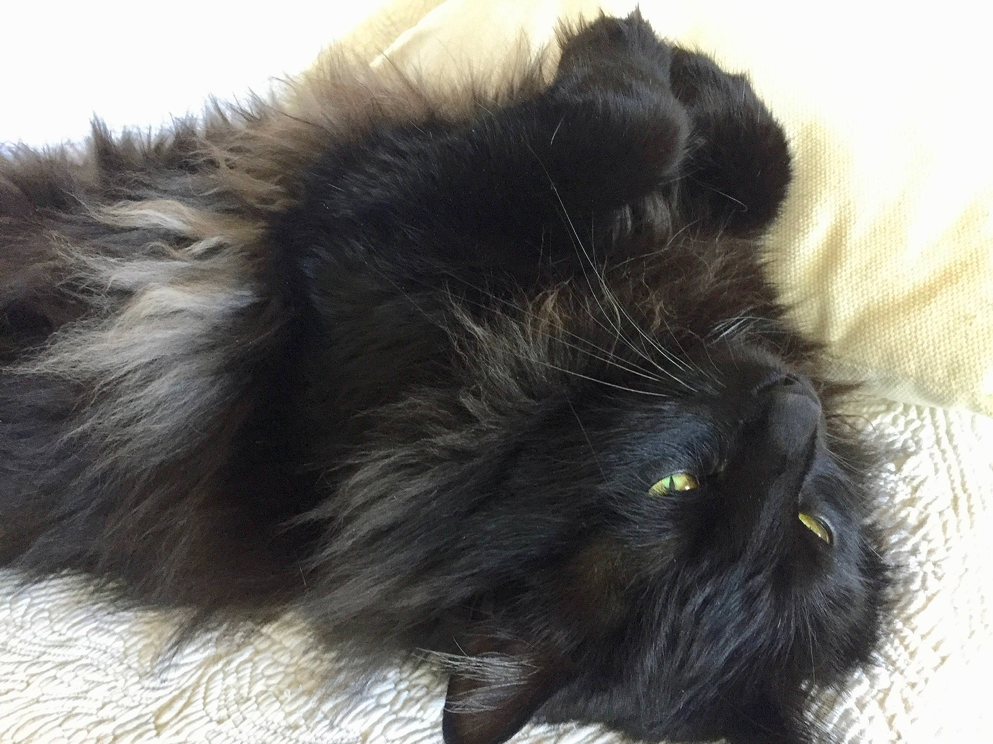 Looping a rejoint le concours — aidez-le/la à gagner de superbes lots ! black_cat, bombay, canidae, carnivore, cat, claw, comfort, companion_dog, dog_breed, felidae, fur, liver, nap, natural_material, paw, small_to_medium_sized_cats, snout, tail, terrestrial_animal, whiskers