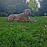 dog, canine, wrinkled, brown_dog, lying_down, grass, lawn, garden, outdoor, sunset, sunlight, trees, bushes, landscape, pet, animal, portrait, relaxed, white_chair, nature