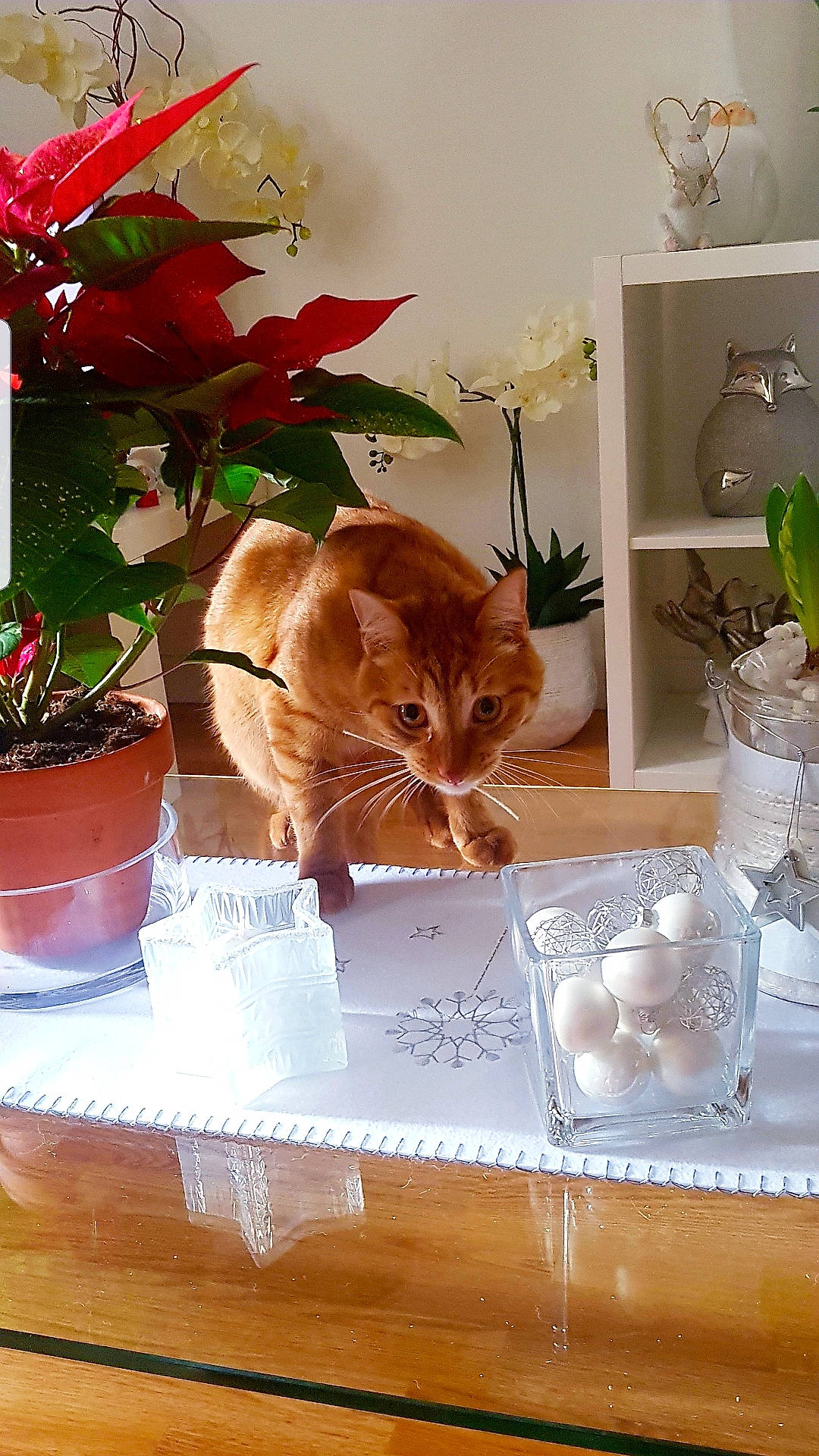 Phenix participe au concours pour gagner de l'argent avec cette photo : annual_plant, carnivore, cat, ceramic, cup, dishware, felidae, flowerpot, home_accessories, houseplant, interior_design, plant, porcelain, pottery, serveware, shelf, shelving, small_to_medium_sized_cats, still_life_photography, whiskers