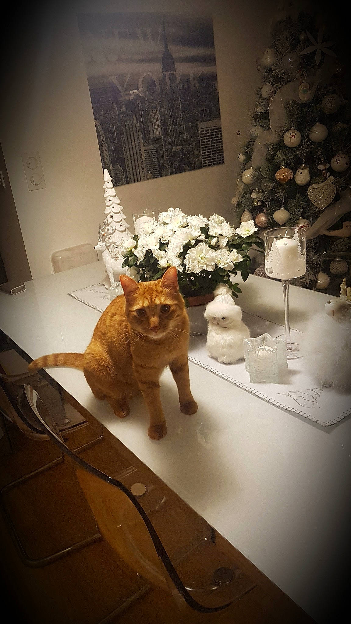 Phenix a rejoint le concours — aidez-le/la à gagner de superbes lots ! artifact, artificial_flower, bouquet, carnivore, cat, centrepiece, ceramic, domestic_short_haired_cat, felidae, floral_design, flower_arranging, flowerpot, fur, interior_design, small_to_medium_sized_cats, still_life_photography, tail, vase, whiskers