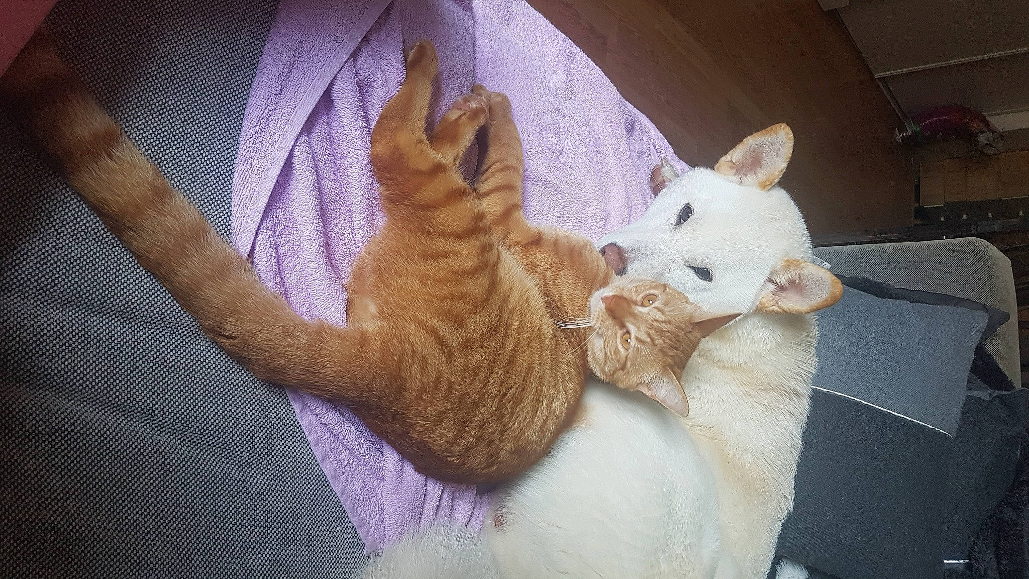 Phenix a rejoint le concours — aidez-le/la à gagner de superbes lots ! carnivore, cat, claw, comfort, domestic_short_haired_cat, facial_expression, fawn, felidae, fur, nap, paw, small_to_medium_sized_cats, snout, tail, terrestrial_animal, vertebrate, whiskers