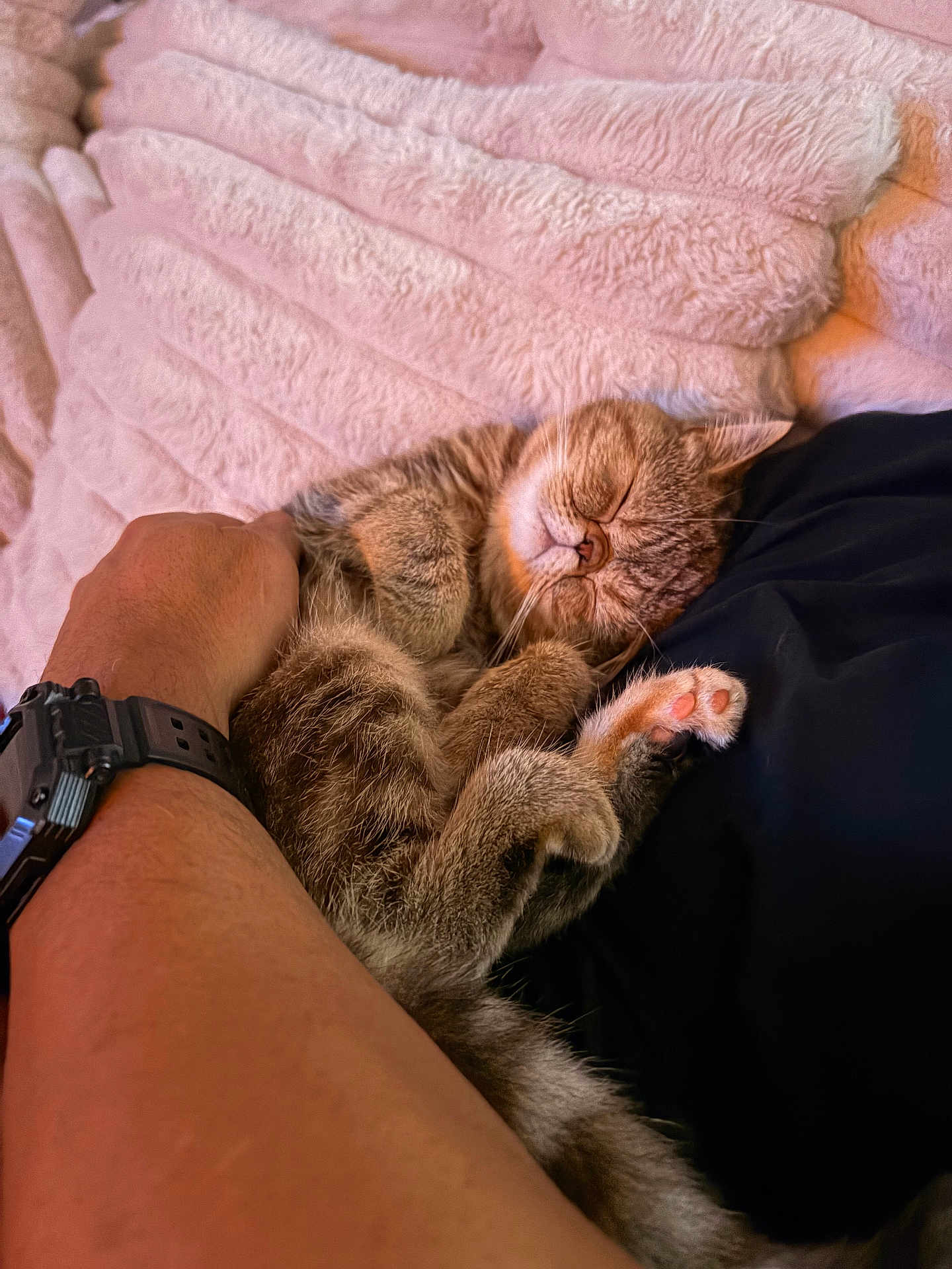 Junie joined the competition — help win amazing prizes! cat, sleeping, tabby, furry, cozy, blanket, arm, human, pet, resting, paw, cute, indoor, relaxing, comfort, soft, fur, pink, black, watch