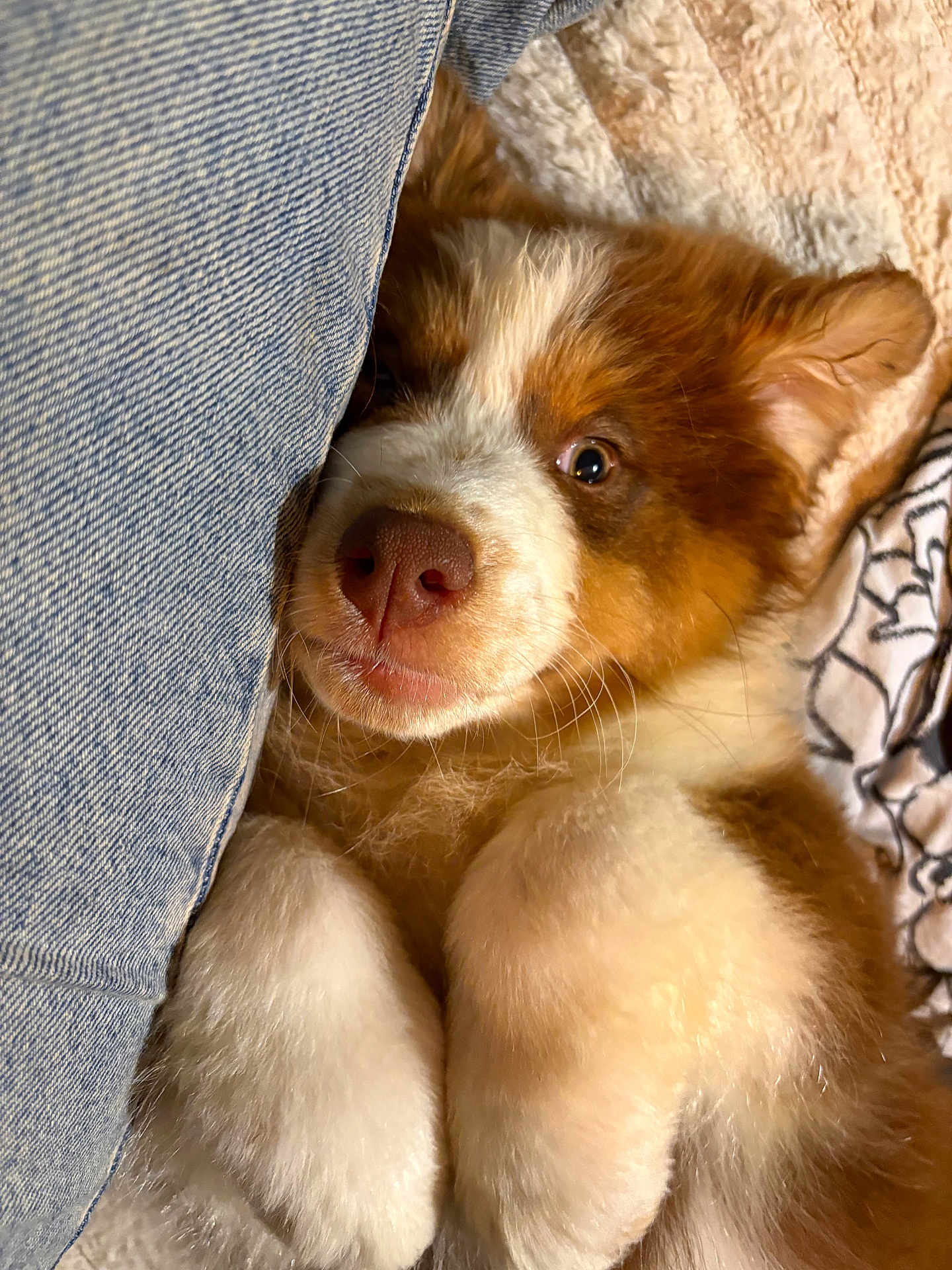 Milo
