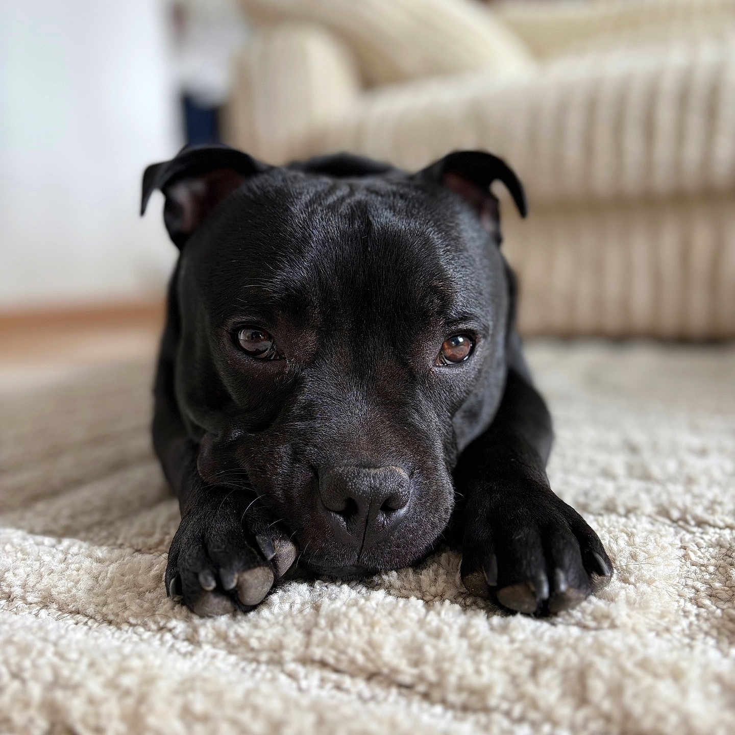 Vades participe au concours pour gagner de l'argent avec cette photo : animal, black_dog, canine, carpet, close_up, couch, dog, ears, floor, fur, furniture, home, indoor, lying_down, paws, pet, portrait, quiet, relaxed, snout