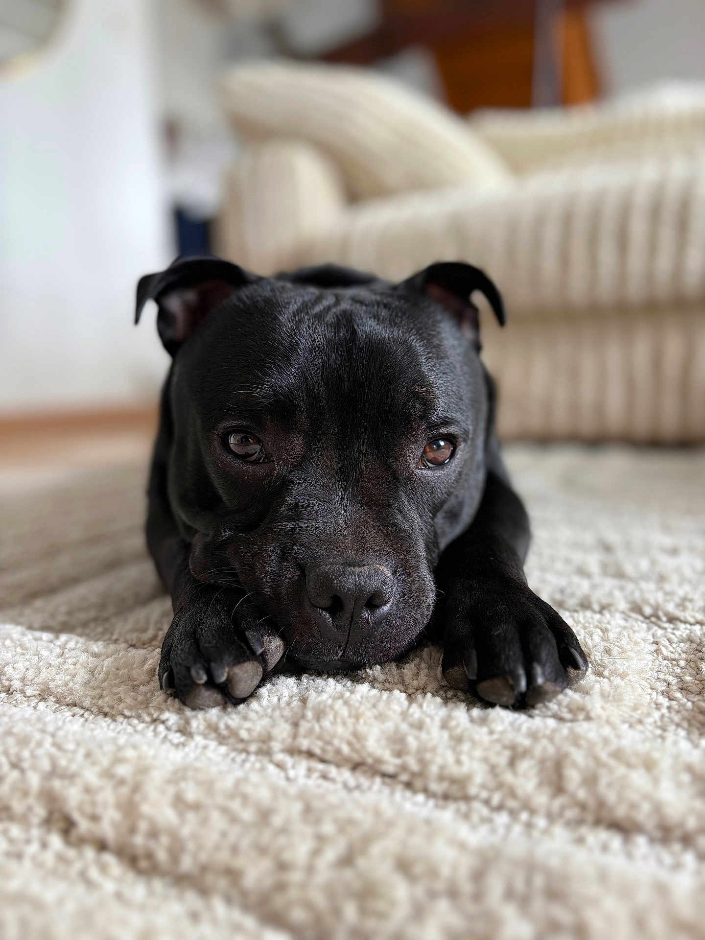 Vades participe au concours pour gagner de l'argent avec cette photo : animal, black_dog, canine, carpet, close_up, couch, dog, ears, floor, fur, furniture, home, indoor, lying_down, paws, pet, portrait, quiet, relaxed, snout