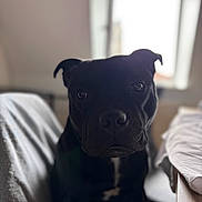 Vades a rejoint le concours — aidez-le/la à gagner de superbes lots ! animal, black_dog, blurred_background, canine, close_up, dog, domestic_animal, ears, face, fur, indoor, looking_at_camera, natural_light, pet, portrait, quiet, sitting, snout, soft_light, window
