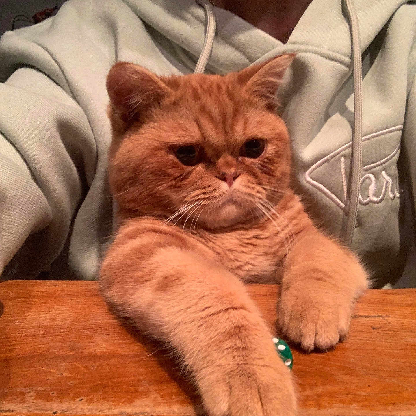 Tango participe au concours pour gagner de l'argent avec cette photo : animal, baby, cat, clothing, coat, face, furniture, hardwood, head, hoodie, jacket, kitten, knitwear, person, pet, photography, portrait, sweater, table, wood