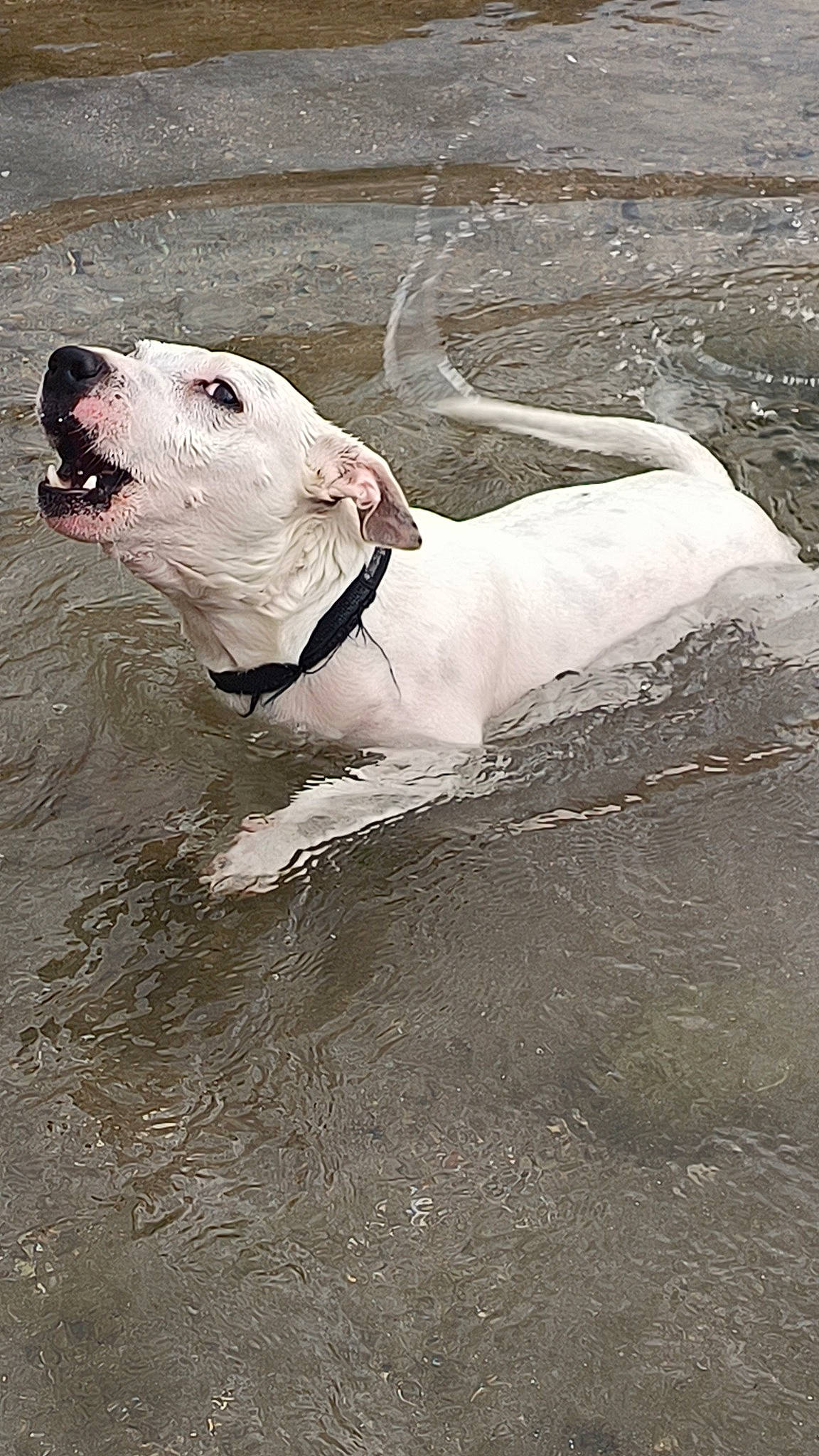 Sky participe au concours pour gagner de l'argent avec cette photo : canidae, carnivore, dog_breed, hood, liquid, marine_mammal, monochrome, monochrome_photography, non_sporting_group, sand, snout, sporting_group, tail, terrestrial_animal, water, whiskers, wildlife, working_animal