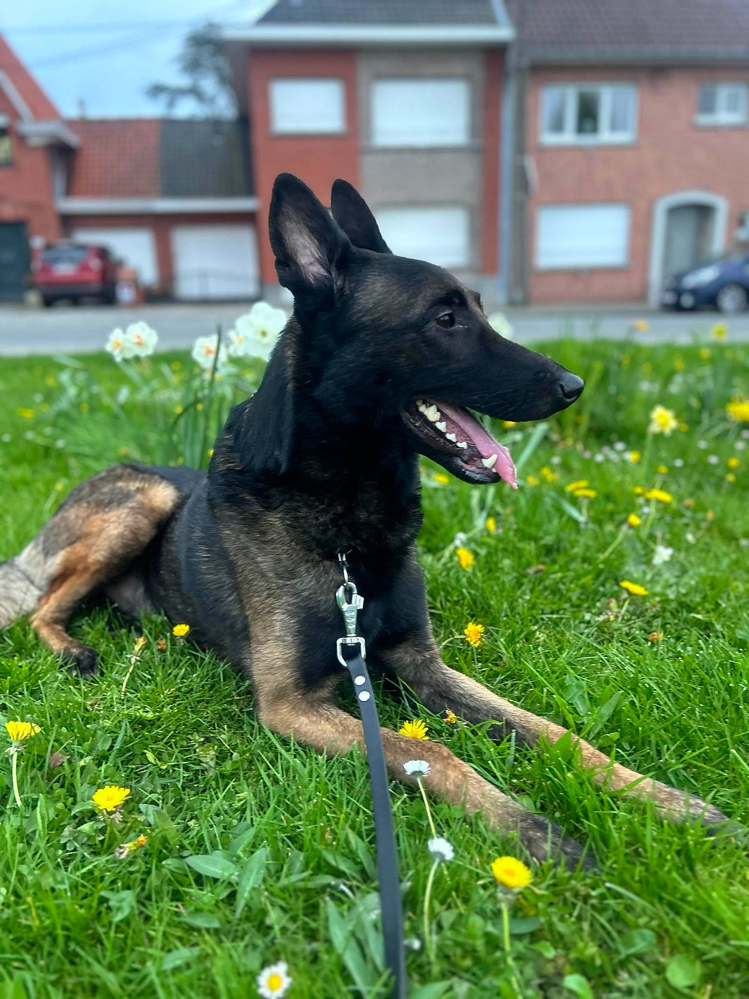 Spyke a rejoint le concours — aidez-le/la à gagner de superbes lots ! canidae, carnivore, collar, companion_dog, dog, dog_breed, dog_collar, dog_supply, flower, garden, grass, grassland, groundcover, herbaceous_plant, lawn, leash, plant, sporting_group, tail, window