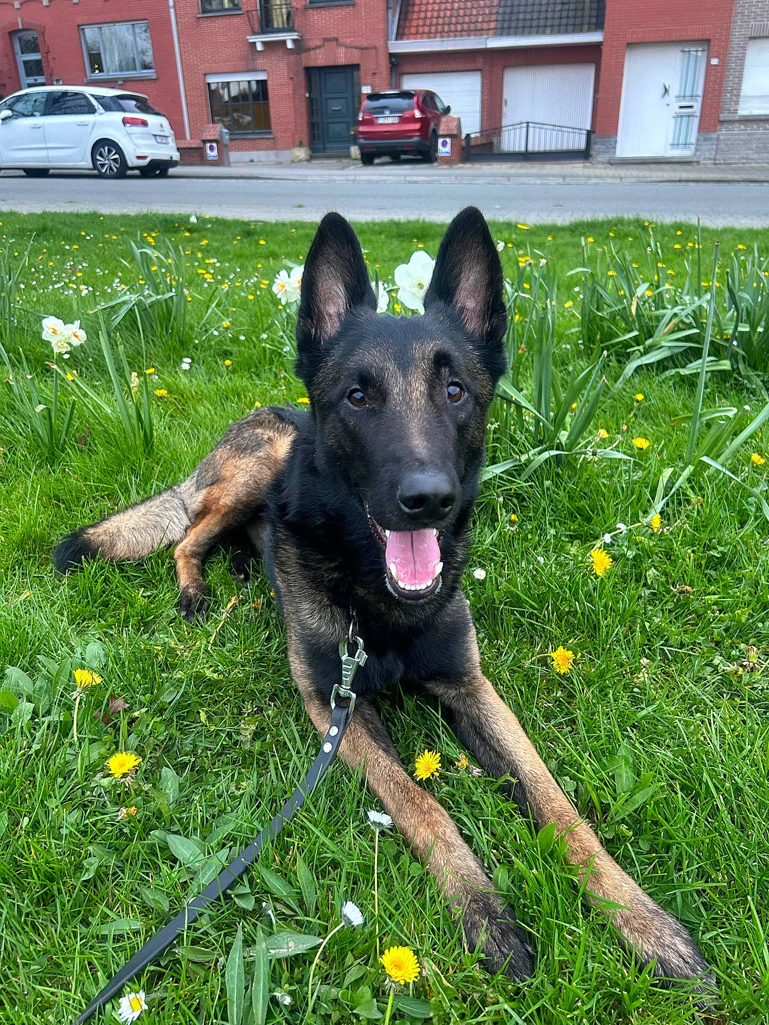 Spyke a rejoint le concours — aidez-le/la à gagner de superbes lots ! canidae, car, carnivore, companion_dog, dog, dog_breed, fawn, flower, grass, groundcover, herbaceous_plant, herding_dog, lawn, plant, sporting_group, tail, vehicle, wheel, window, working_animal