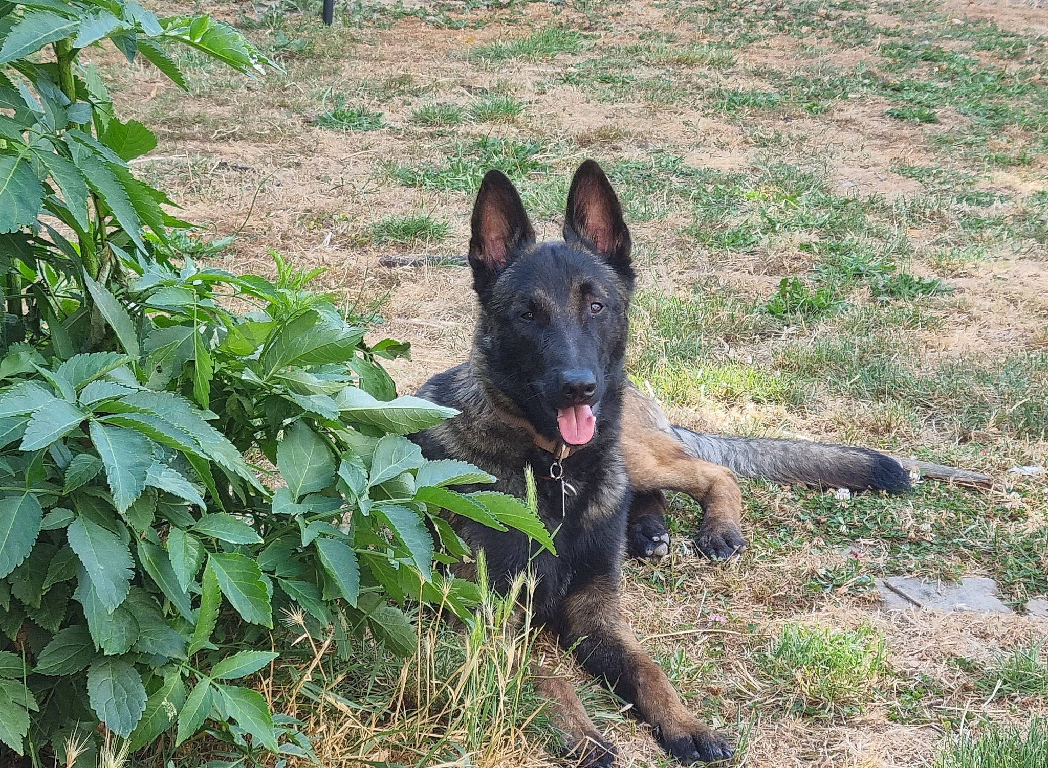 Spyke a rejoint le concours — aidez-le/la à gagner de superbes lots ! canidae, carnivore, dog, dog_breed, east_european_shepherd, grass, groundcover, guard_dog, herding_dog, hunting_dog, law_enforcement, non_sporting_group, plant, snout, sporting_group, terrestrial_animal, working_animal, working_dog