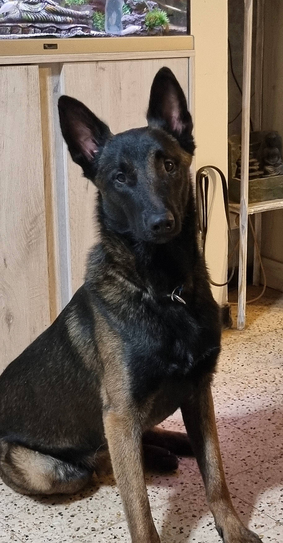 Spyke a rejoint le concours — aidez-le/la à gagner de superbes lots ! canidae, carnivore, companion_dog, dog, dog_breed, ear, east_european_shepherd, fur, german_shepherd_dog, guard_dog, herding_dog, king_shepherd, snout, sporting_group, terrestrial_animal, whiskers, wood, working_animal, working_dog