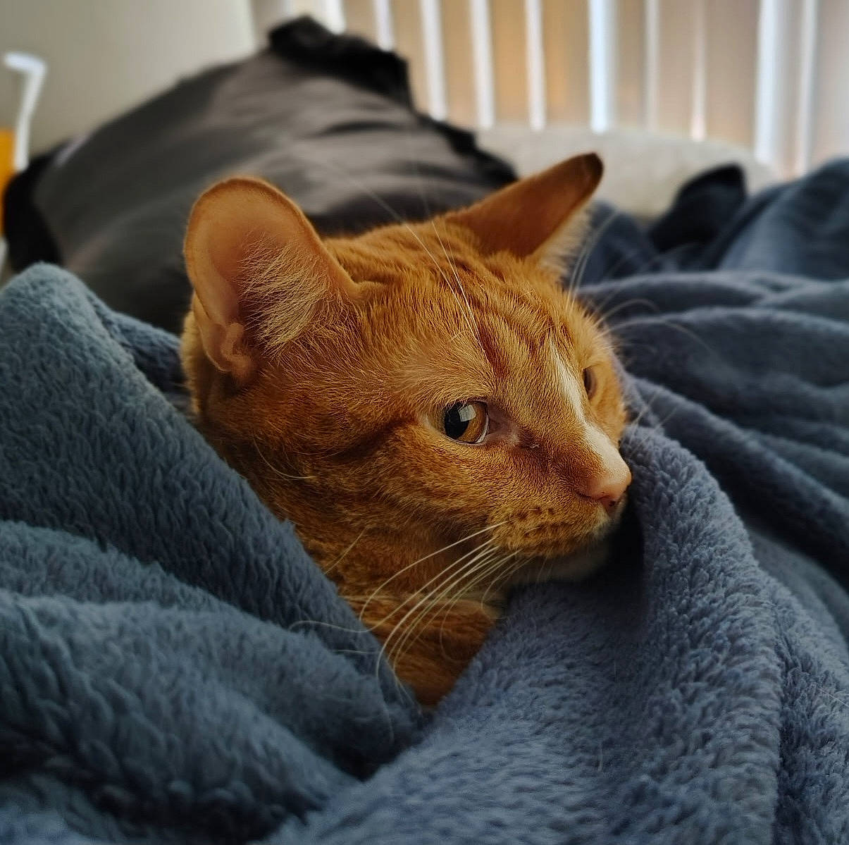 animal, blanket, blue_blanket, cat, close_up, comfort, cozy, cute, feline, fur, indoor, orange_cat, pet, portrait, relaxing, resting, soft_texture, tabby, warm, whiskers