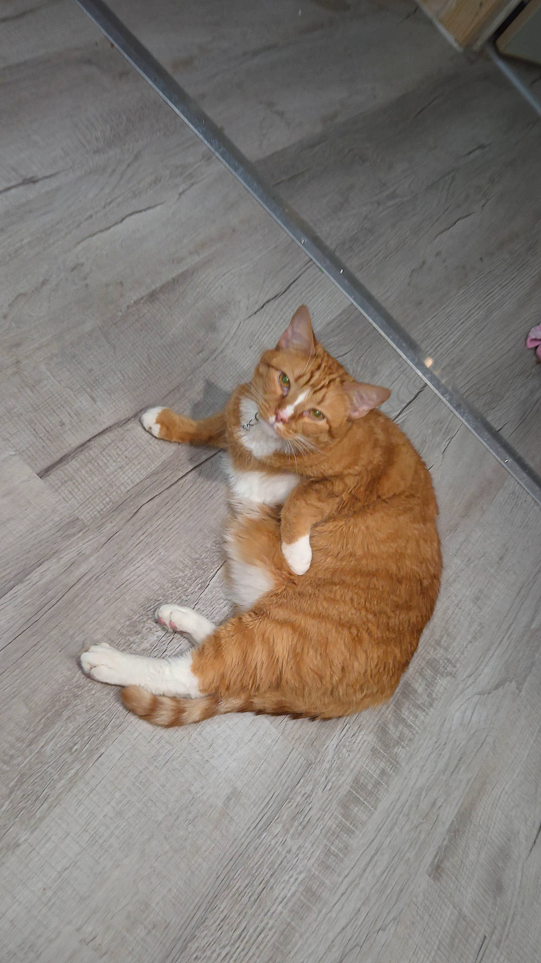 animal, cat, cute, domestic_animal, feline, floor, fur, house_cat, indoor, lying_down, mammal, orange_cat, paw, pet, relaxed, resting, tabby, whiskers, white_paws, wood_floor