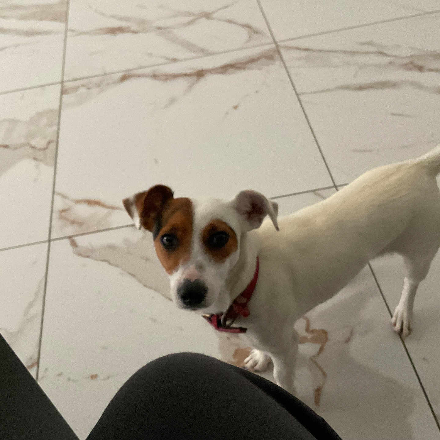 Ginny