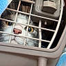 cat, tuxedo_cat, pet, animal, feline, carrier, crate, cage, bars, indoors, blanket, blue, white, black, green_eyes, whiskers, pink_nose, closeup, transportation, cozy