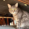 Ash joined the competition — help win amazing prizes! cat, tabby_cat, gray_fur, yellow_eyes, animal, pet, sitting, portrait, indoors, under_table, wooden_furniture, whiskers, ears, tail, paws, staring, alert, home, cushion, photography