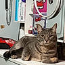 Ash is registered to the contest to win money with this photo: cat, gray_cat, pet, animal, feline, portrait, indoors, bedroom, dresser, furniture, mirror, hello_kitty, cosmetics, bottles, cords, lying_down, whiskers, ears, eyes, home_decor