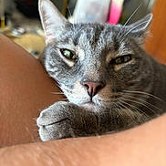 Ash is registered to the contest to win money with this photo: cat, gray_cat, feline, pet, close_up, portrait, whiskers, green_eyes, ears, paw, fur, tabby, relaxed, sleepy, unimpressed, indoor, cozy, animal, mammal, photography