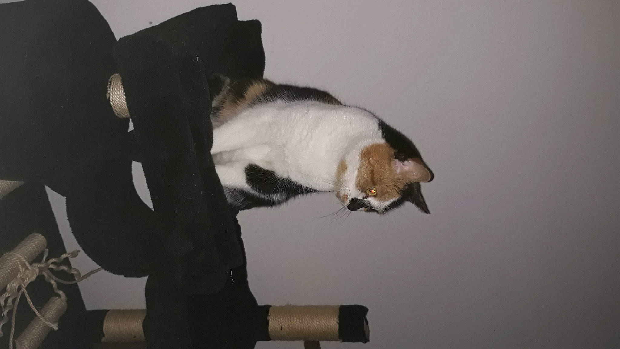 Moonette participe au concours pour gagner de l'argent avec cette photo : carnivore, cat, claw, comfort, domestic_short_haired_cat, felidae, fur, paw, small_to_medium_sized_cats, tail, whiskers, wood