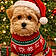 Teddy