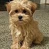 Teddy is registered to the contest to win money with this photo: adorable, animal, brown, carpet, cozy, cute, dog, eyes, face, fluffy, fur, home, indoor, looking, nose, pet, portrait, puppy, sitting, small_dog