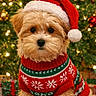 Teddy joined the competition — help win amazing prizes! animal, brown_fur, celebration, christmas_sweater, christmas_tree, cute, decorations, dog, festive, fluffy, green, holiday, indoor, lights, ornaments, pet, present, puppy, red, santa_hat