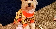 Teddy joined the competition — help win amazing prizes! animal, app_icons, carpet, clothing, colorful, cute, dog, fur, gallery, indoor, orange, pet, pet_toy, phone_screenshot, plush_toy, puppy, sitting, small_dog, thumbnail, toy