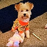 animal, app_icons, carpet, clothing, colorful, cute, dog, fur, gallery, indoor, orange, pet, pet_toy, phone_screenshot, plush_toy, puppy, sitting, small_dog, thumbnail, toy