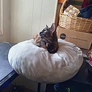 Pepper joined the competition — help win amazing prizes! cat, tortoiseshell, cushion, indoor, window_light, desk, basket, cardboard_box, furniture, pet, resting, fur, looking_away, cozy, home, soft, domestic, animal, table, natural_light