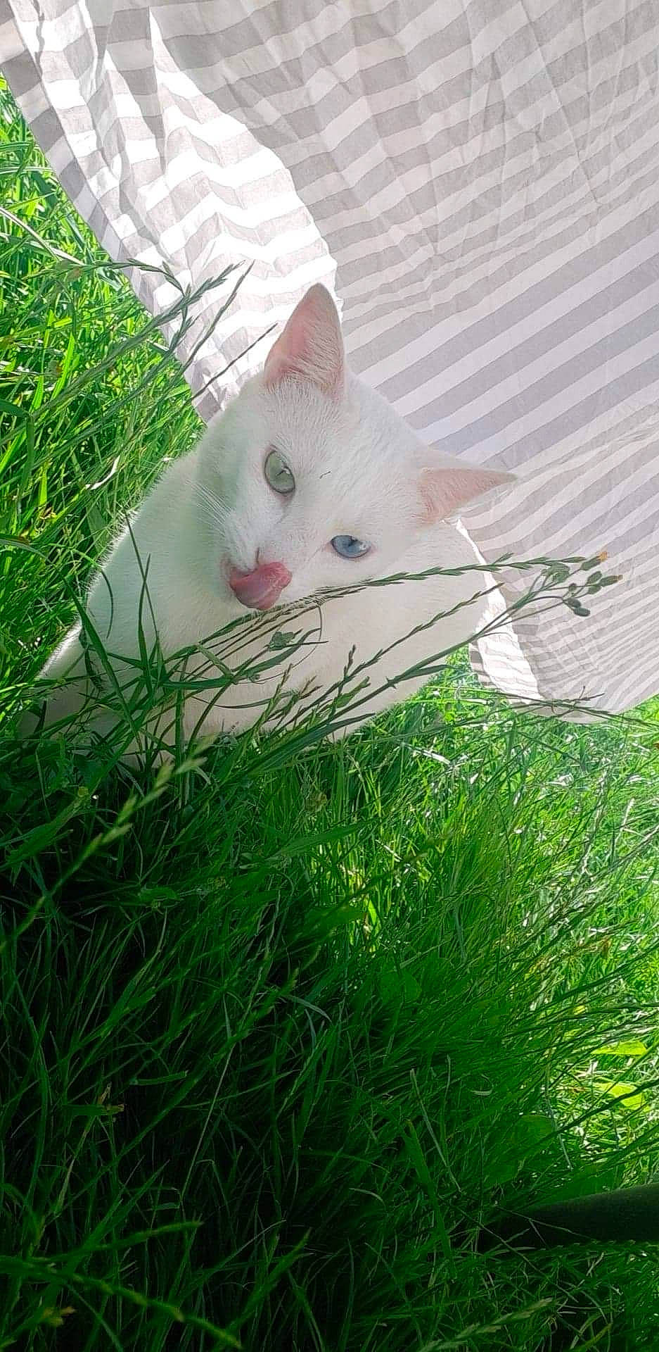 Guido a rejoint le concours — aidez-le/la à gagner de superbes lots ! carnivore, cat, domestic_short_haired_cat, eye, felidae, grass, grass_family, green, khao_manee, kitten, plant, small_to_medium_sized_cats, tail, turkish_angora, turkish_van, whiskers